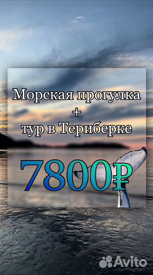 Тур в Териберку. Морская прогулка, Териберка киты