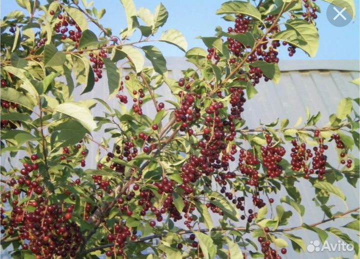 Черемуха красноплодная