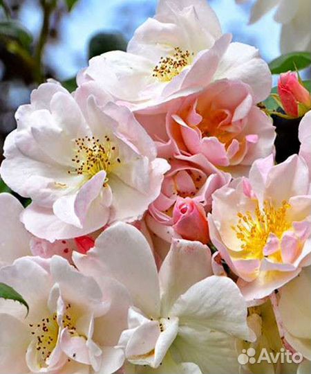 Роза мускусная Салли Холмс саженцы