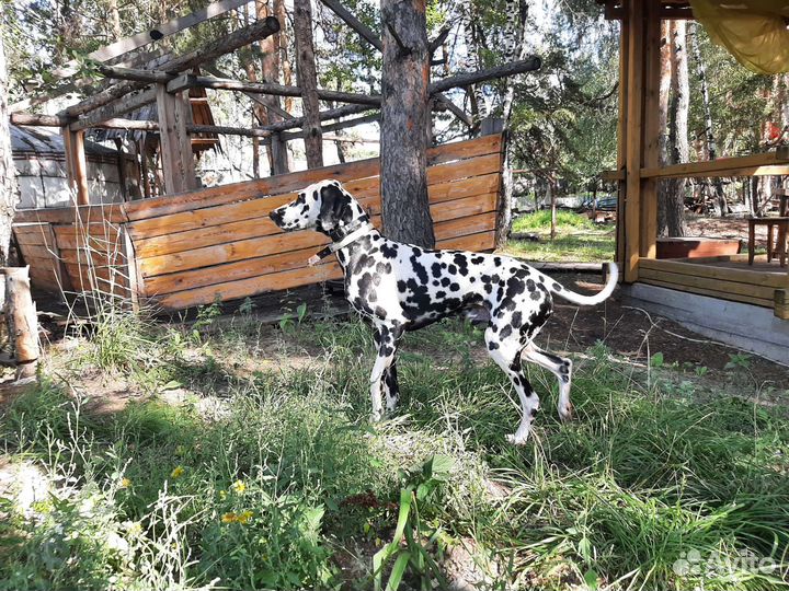 Далматин вязка