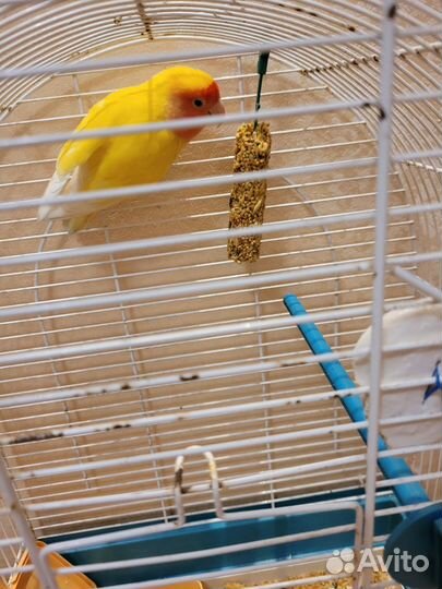 Попугай неразлучник девочка