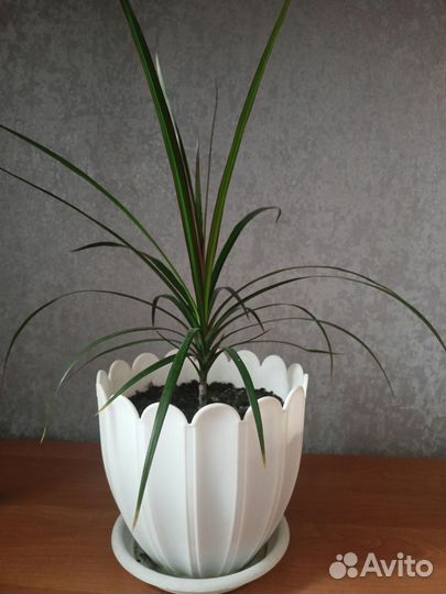 Пальма драцена