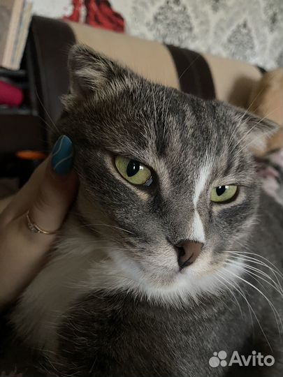 Вислоухий кот