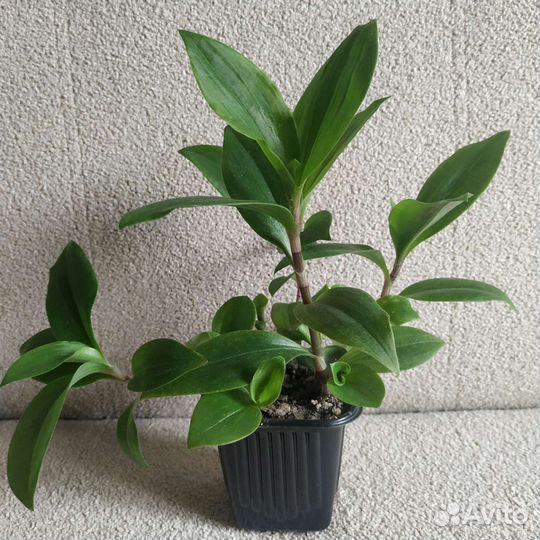 Пеперомия, Традесканция