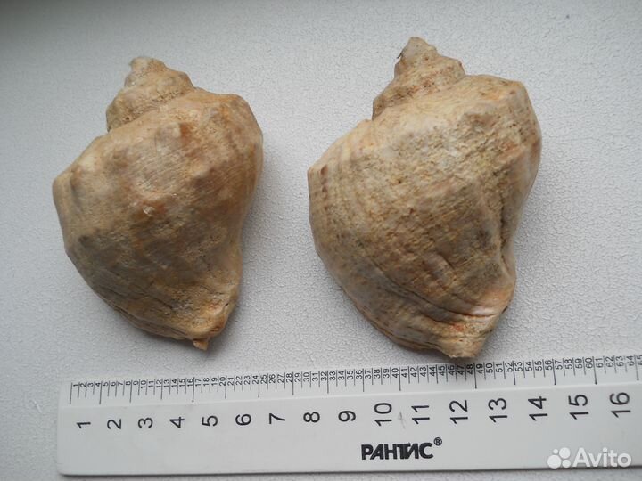 Ракушки морские