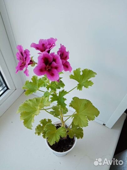Пеларгония герань