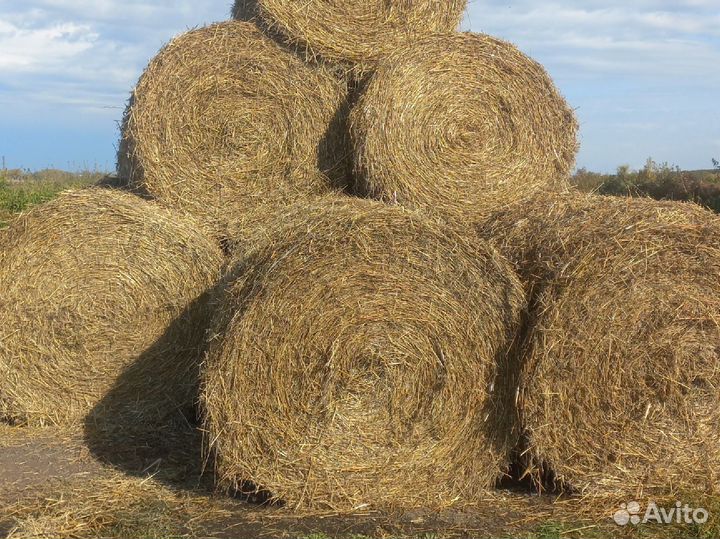 Сено солома