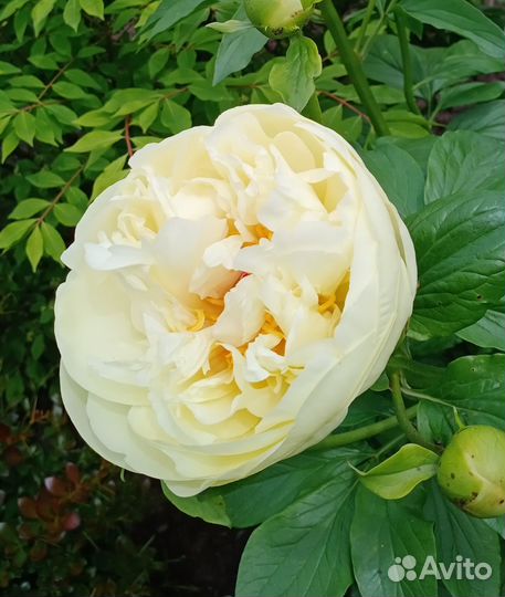 Пионы на осень 2023 года