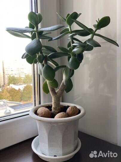 Толстянка Крассула Денежное дерево