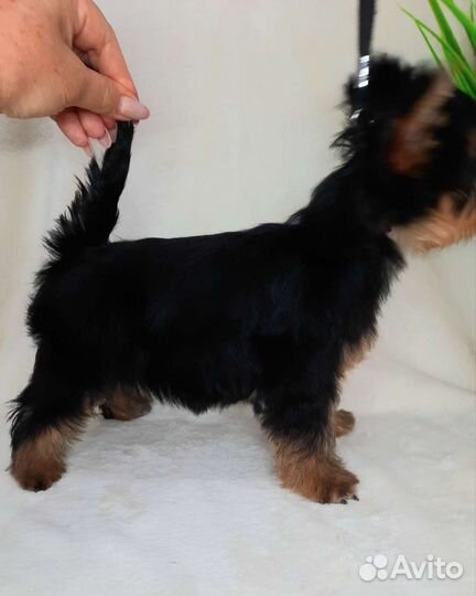 Йорк мини кобель