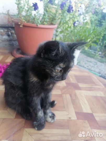 Котенок в дар бесплатно
