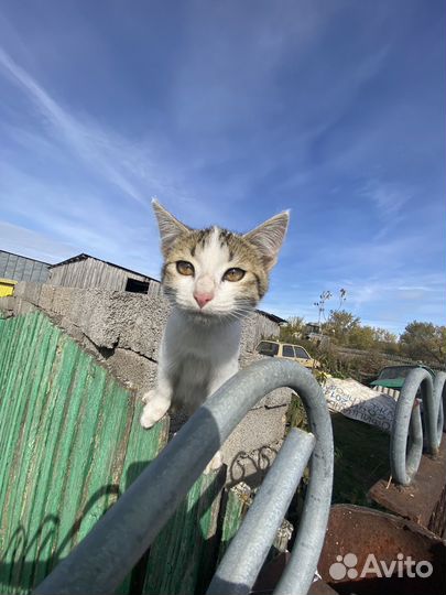 Кошки в добрые руки
