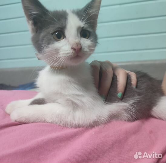 Кошки