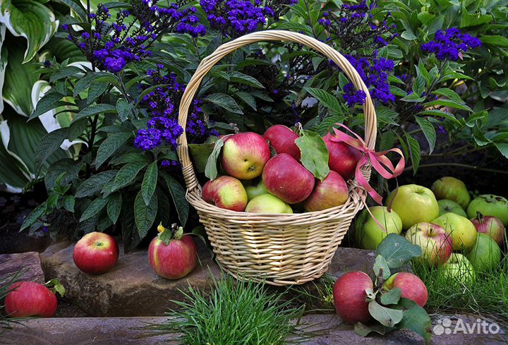 Разнорабочие на сбор яблок, вахта 15/21/30/45 смен