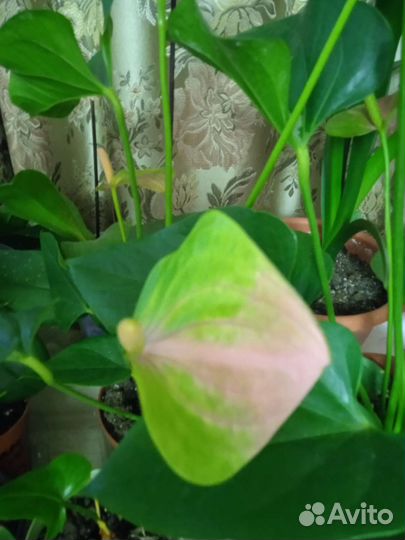 Комнатные цветы антуриум