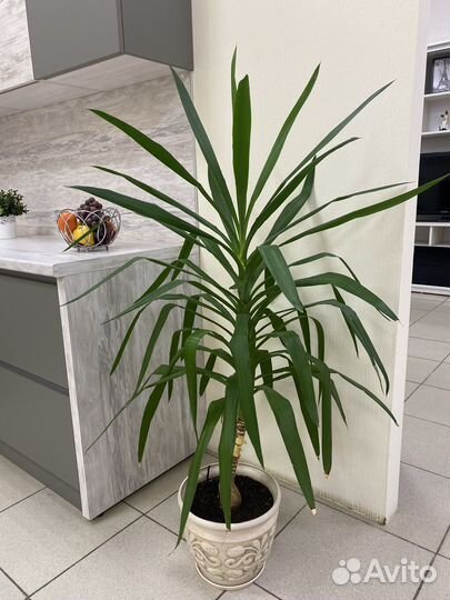 Цветы для офиса