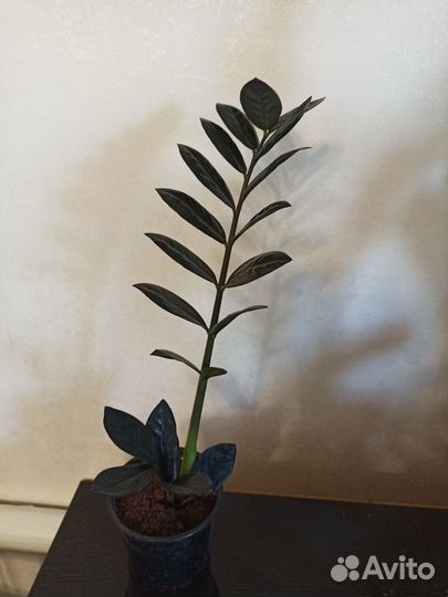 Замиокулькас черный