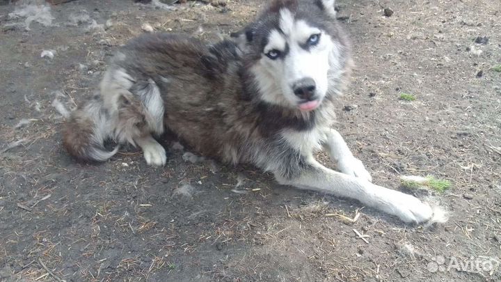 Собаки, хаски