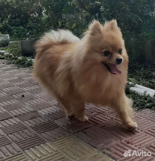 Померанский шпиц