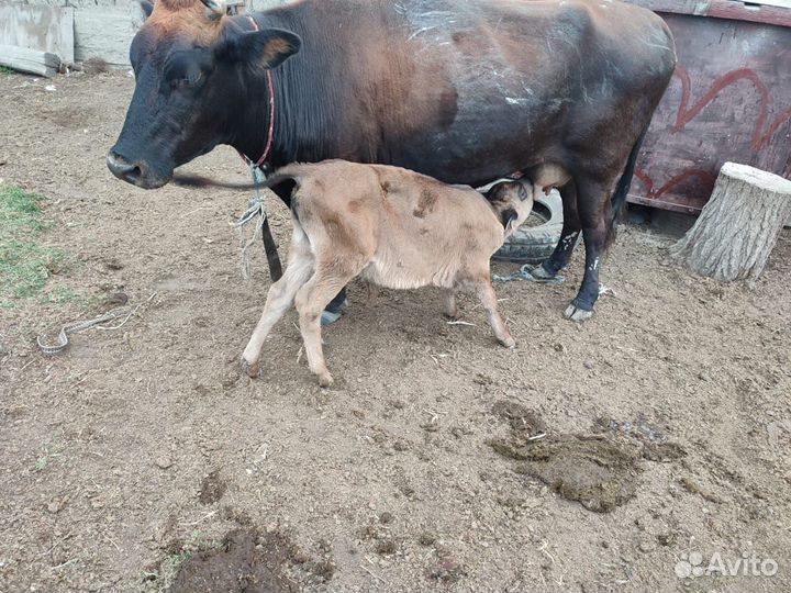 Корова дойная с теленком