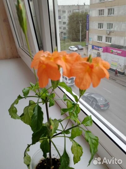 Кроссандра