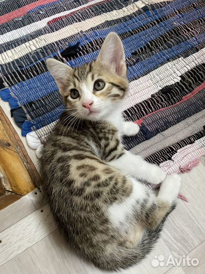 Котенок 2 месяца