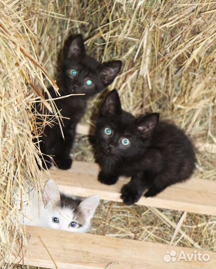 Котята в добрые руки