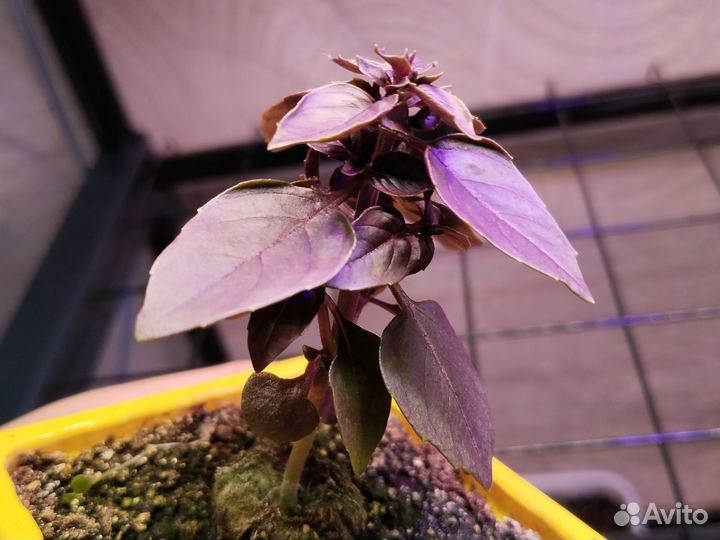 Базилик фиолетовый