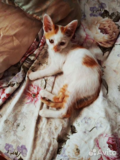 Отдам котёнка в добрые руки, бесплатно