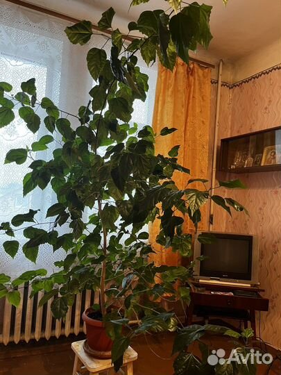 Гибискус китайская роза