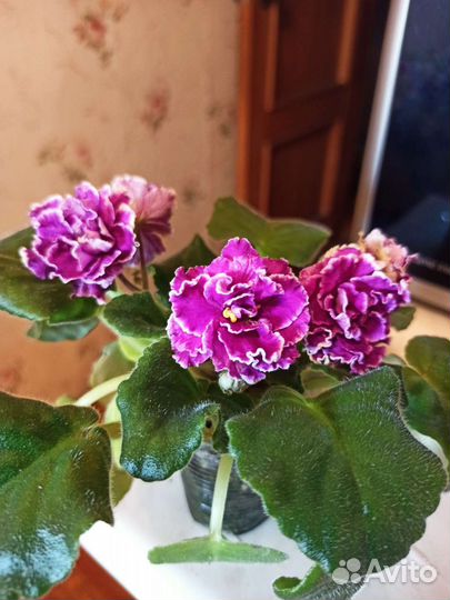 Сортовые фиалки