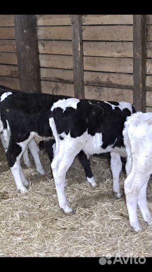 Бычки мясной породы М