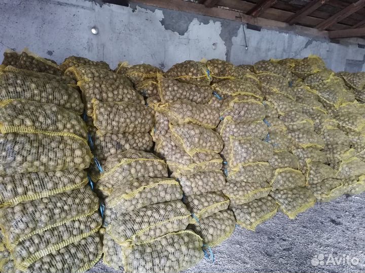 Семенной картофель