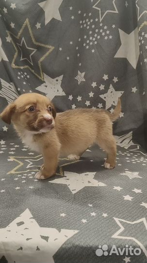 Щенок от маленькой собачки