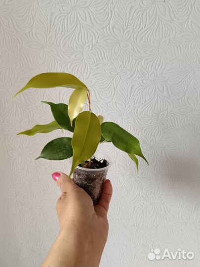 Филодендроны белая принцесса, розовая принцесса