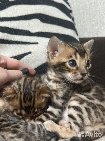 Бенгальские котята