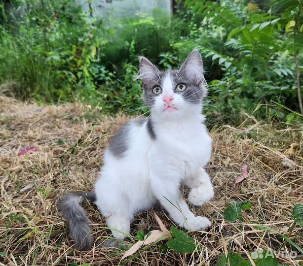 Белый котенок