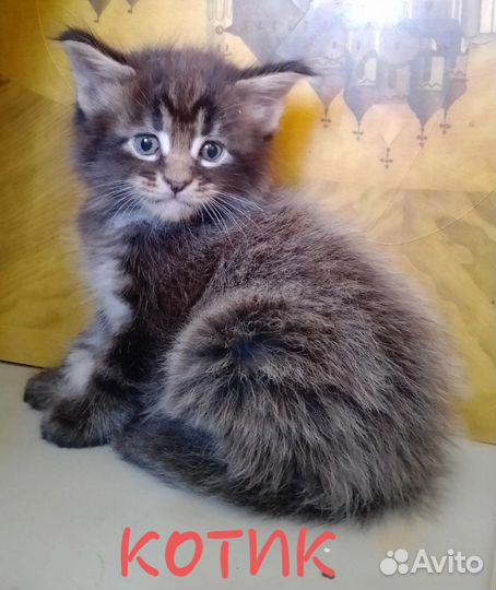 Котята Мейн-Кун