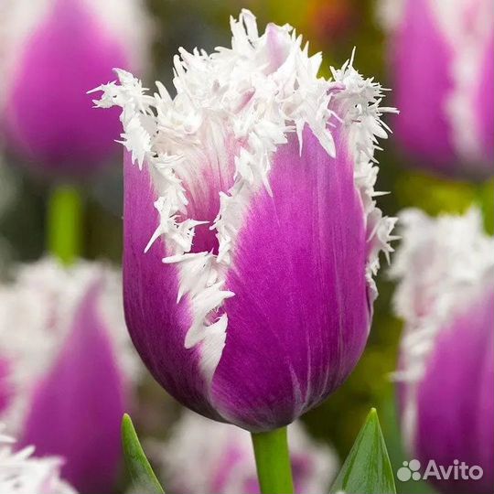 Сортовые крупные тюльпаны