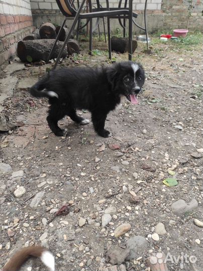 Щенки в добрые руки