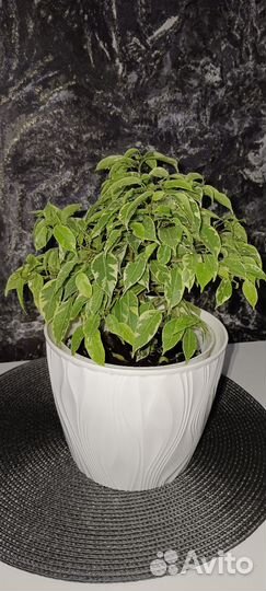 Фикус Кинки