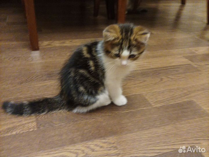 Котята