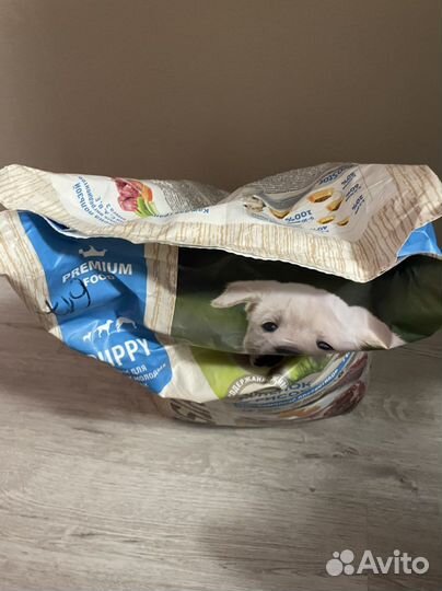 Корм для собак