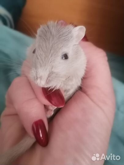 Клетка для мелких грузунов