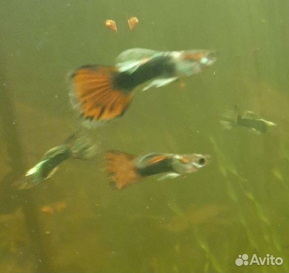 Рыбки (гуппи)