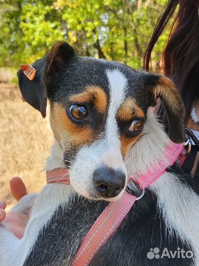 Крошечная Шанти