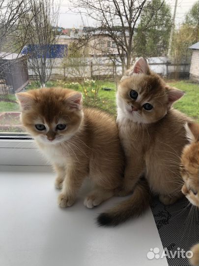 Британские котята золотая шиншилла