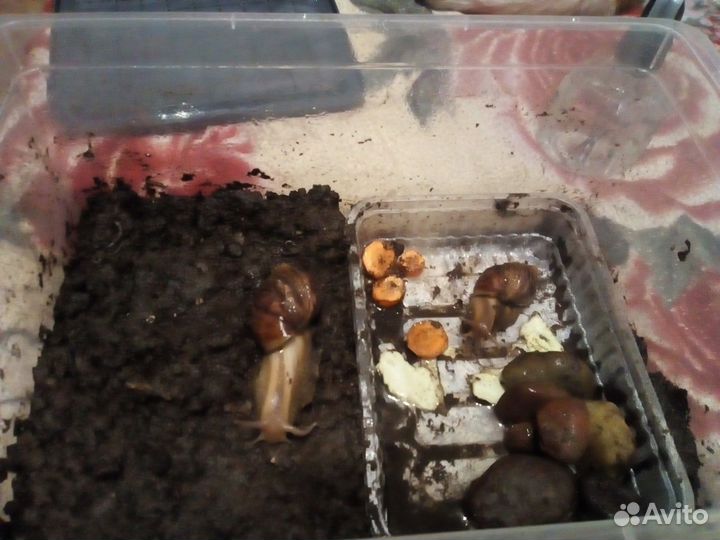 Улитки Ахатин