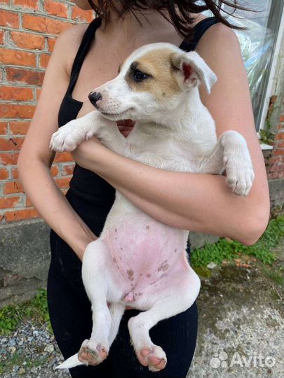 Отдам в добрые руки