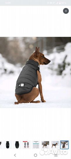 Куртка демисезонная для собак